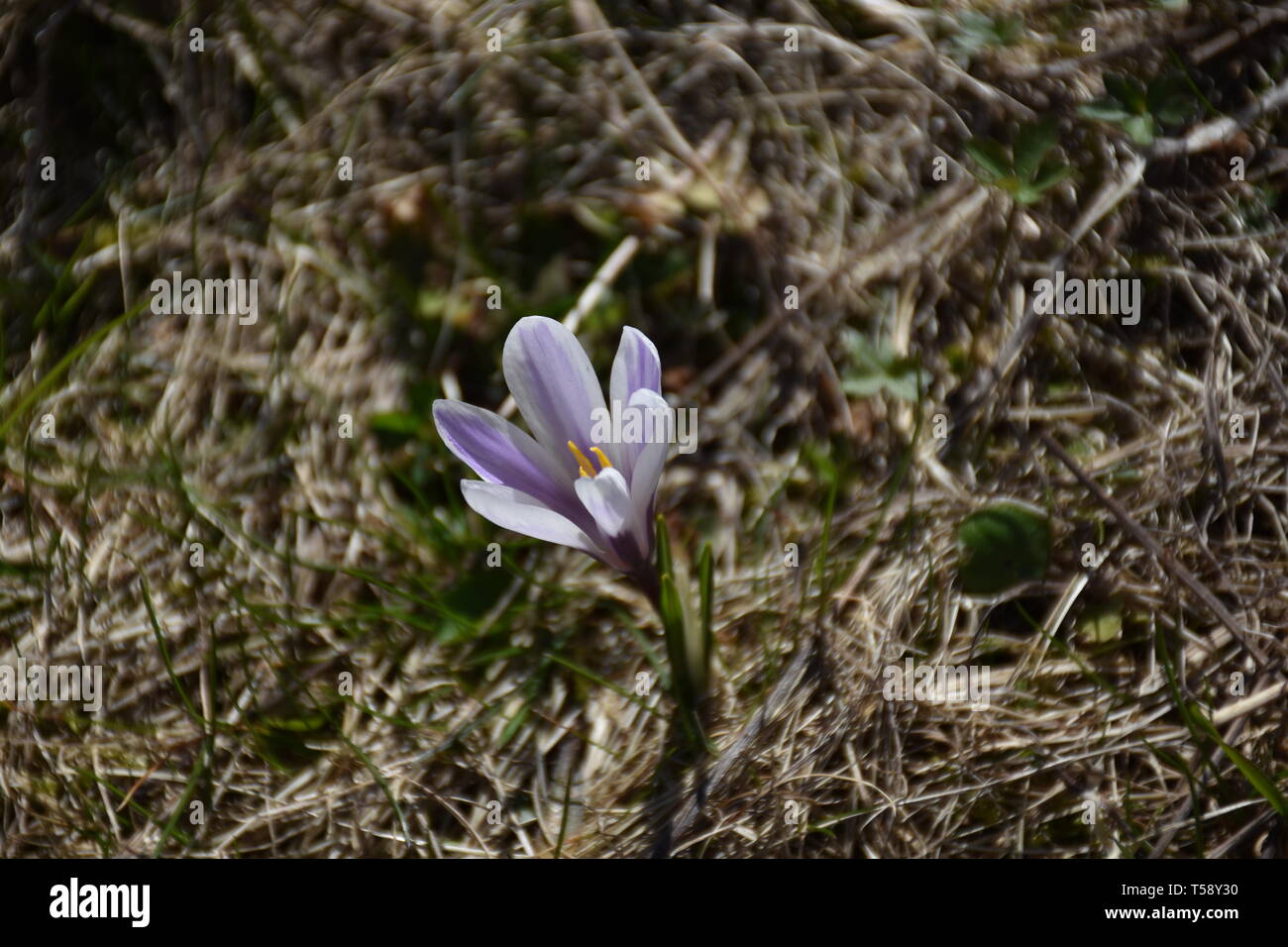 Krokus Krokusse Blume Blumen Blute Bluten Fruhling