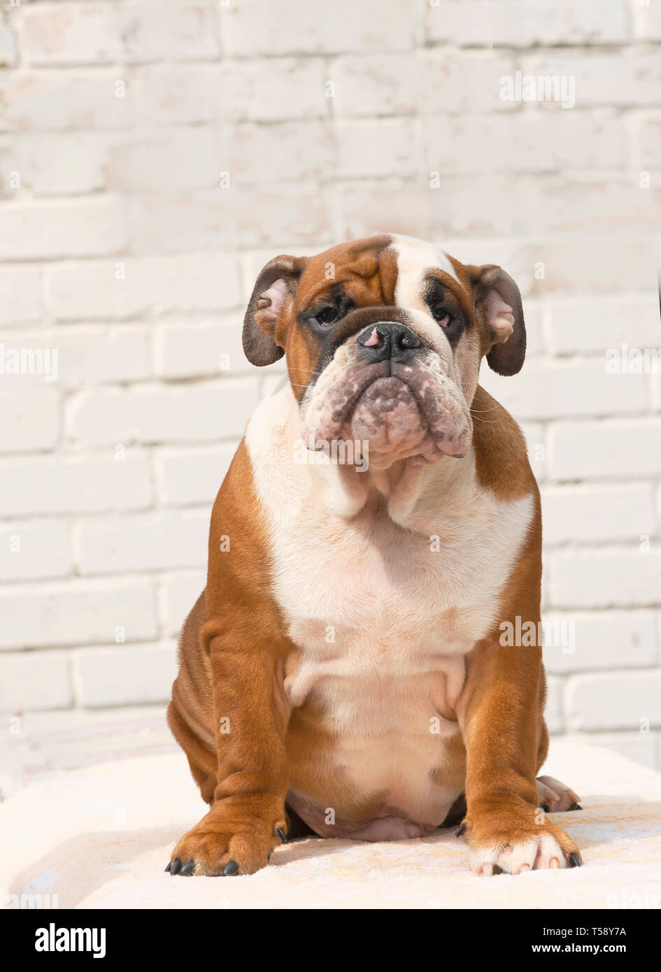 Very cute english bulldog red and white color is and forward carefully and seriously Stock Photo - Alamy
