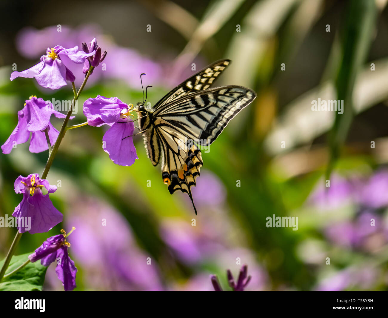 An Asian swallowtail butterfly, Papilio xuthus, feeds from annual honesty flowers along a small wetland in a Japanese forest preserve. Stock Photo