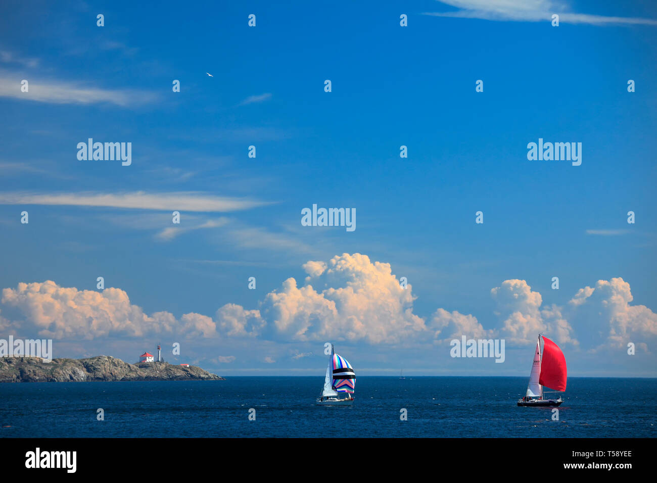 Sailboats in Salish Sea with Trial Island lighthouse in background-Victoria, British Columbia, Canada. Stock Photo