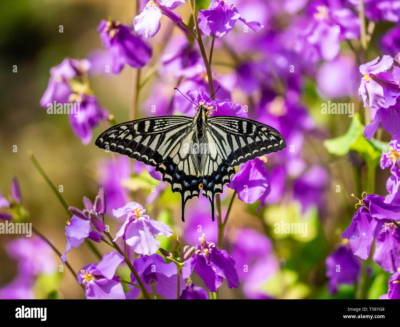 An Asian swallowtail butterfly, Papilio xuthus, feeds from annual honesty flowers along a small wetland in a Japanese forest preserve. Stock Photo