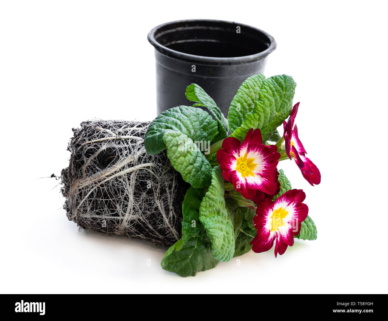 Colorful  Primulas with roots isolated on white Stock Photo