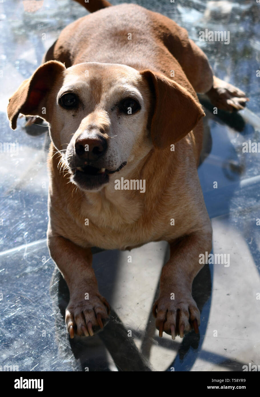 daschund mixed breed with an opinion Stock Photo