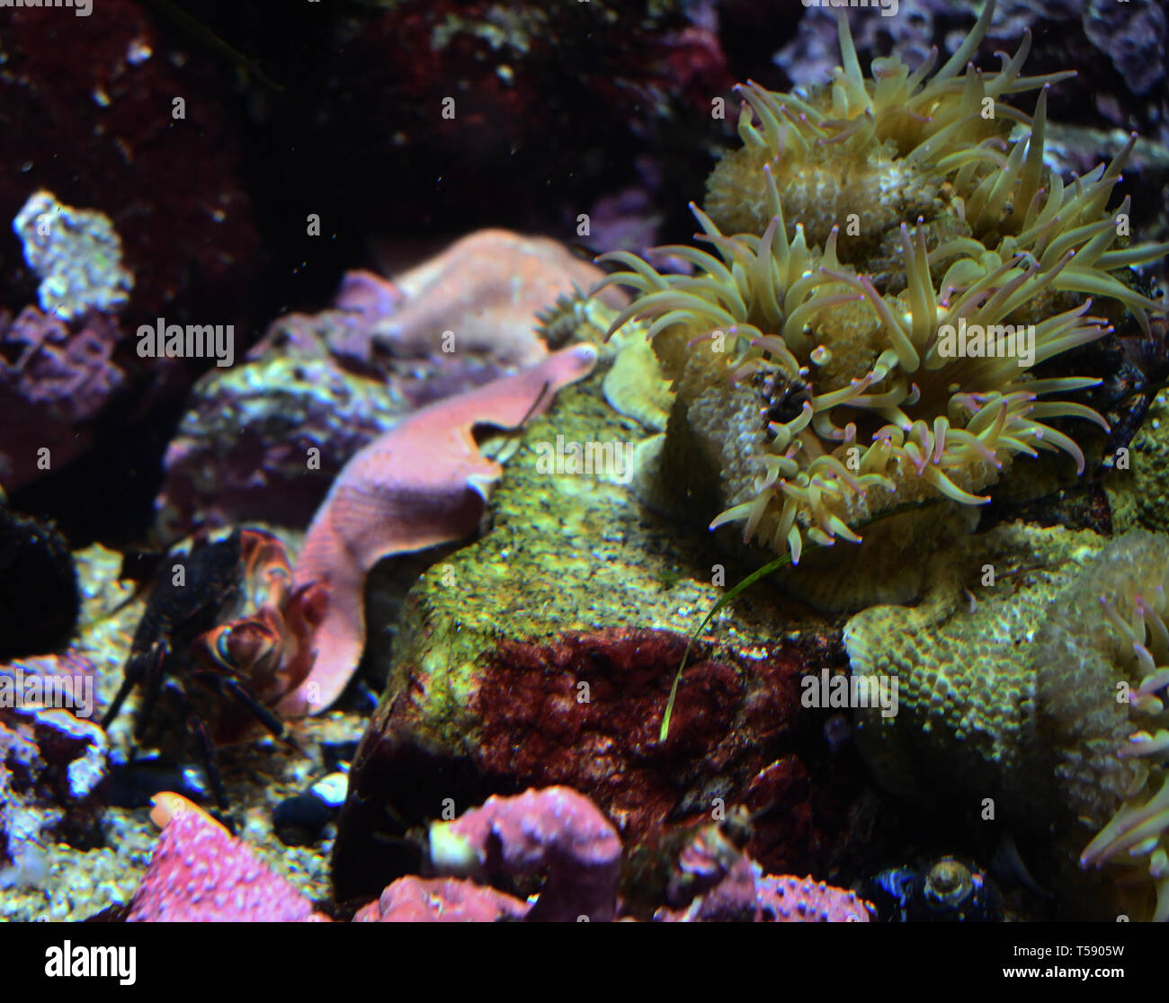 bubble tip anemone with crab Stock Photo
