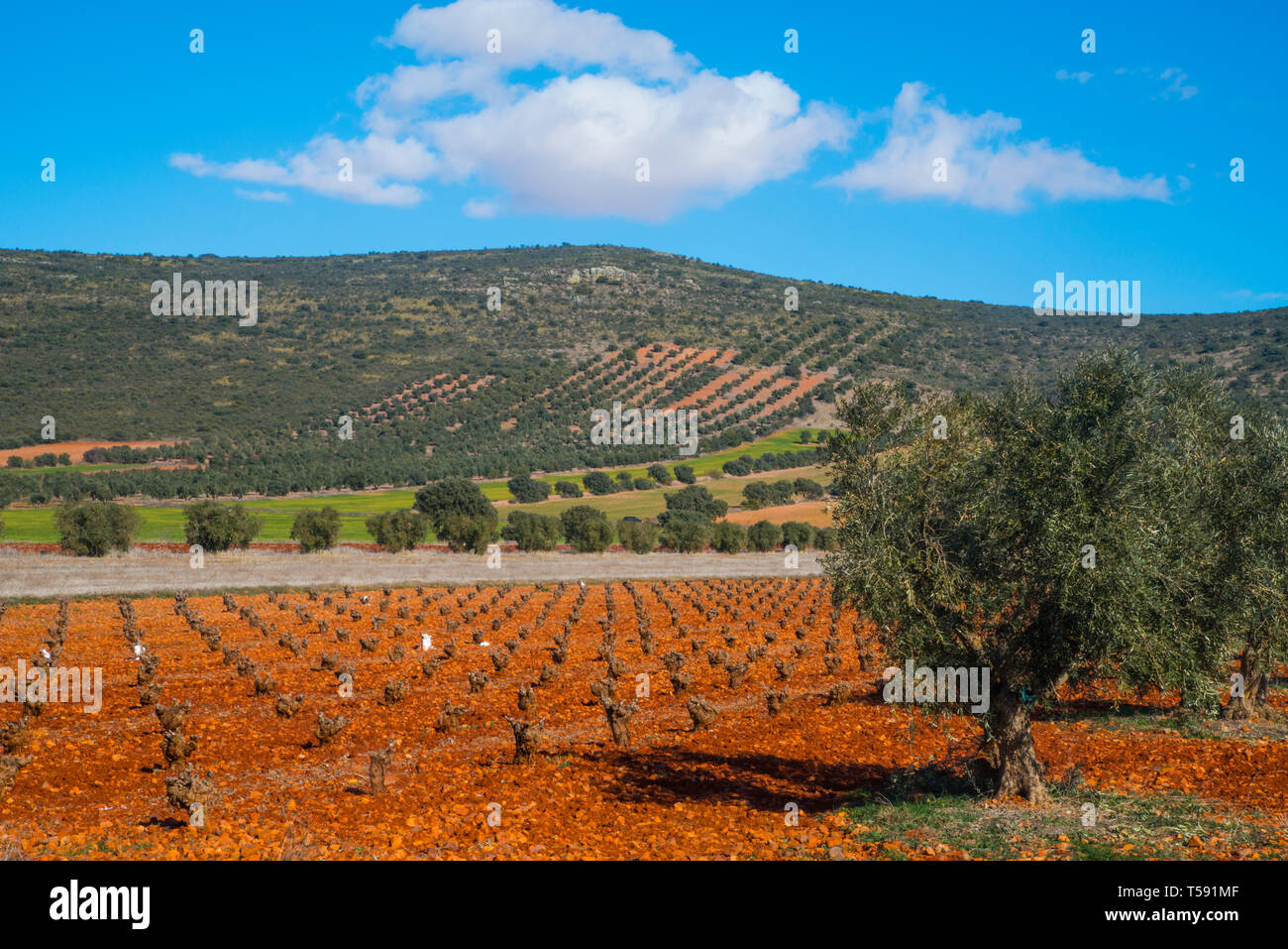 Olive grove and vineyard. Urda, Toledo province, Castilla La Mancha, Spain. Stock Photo