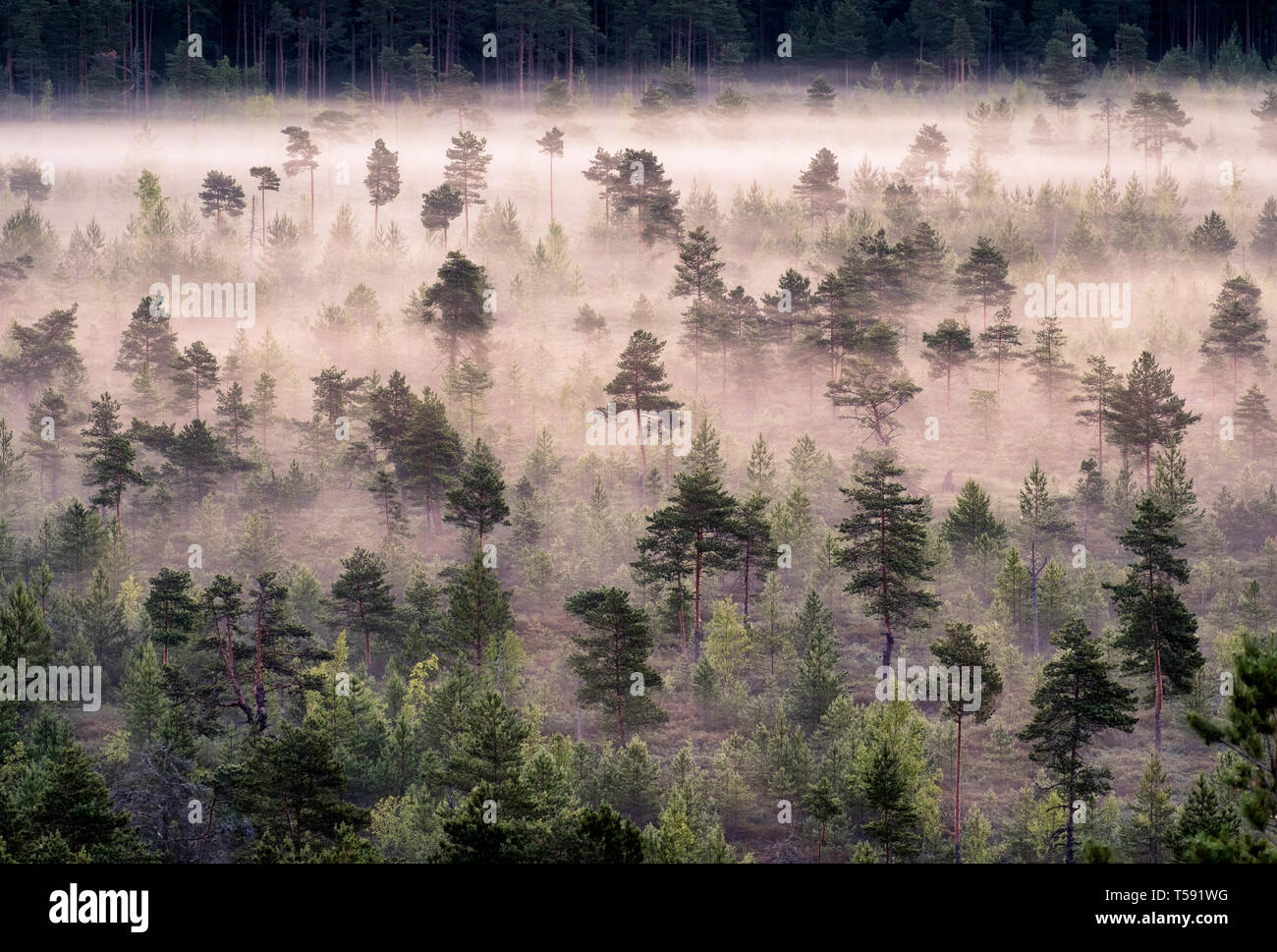 Scenic foggy landscape with mood forest at summer morning at Torronsuo national park, Finland. High angle aerial view. Stock Photo