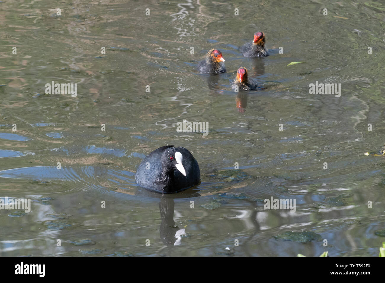 Coot (Fulica atra) with three young chicks (cute baby birds) on the water, UK, during spring Stock Photo