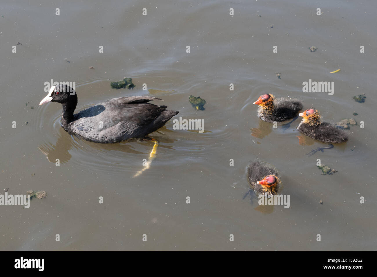 Coot (Fulica atra) with three young chicks (cute baby birds) on the water, UK, during spring Stock Photo