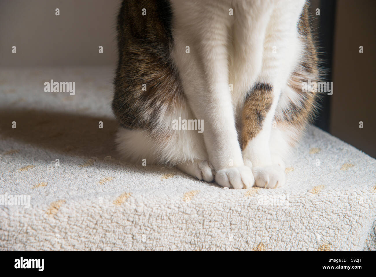 Sitting cat's paws Stock Photo Alamy