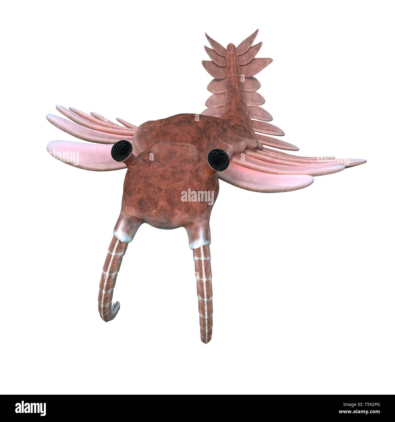 Anomalocaris, creature of the Cambrian period, isolated on white background (3d paleoart illustration) Stock Photo