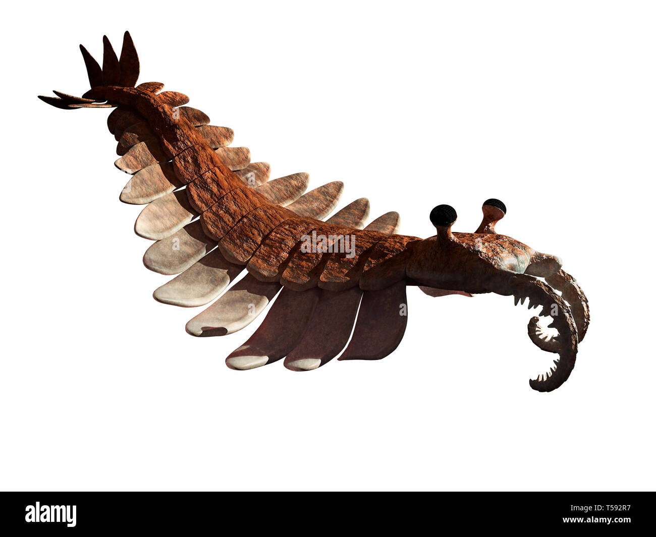 Anomalocaris, creature of the Cambrian period, isolated on white background (3d science render) Stock Photo