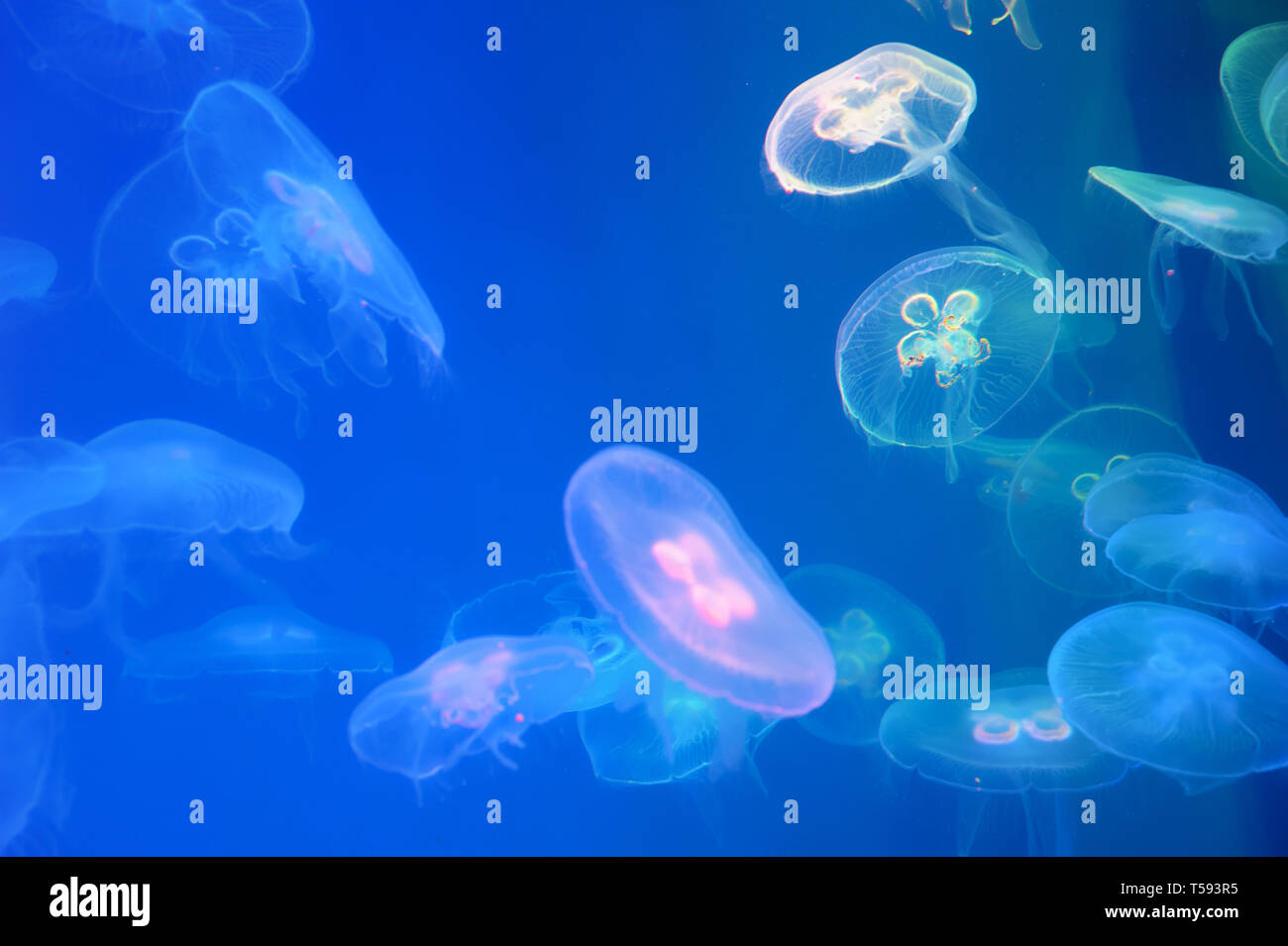 Moon jellyfish Aurelia aurita in the water (also called the common jellyfish, moon jellyfish, moon jelly, or saucer jelly) Stock Photo