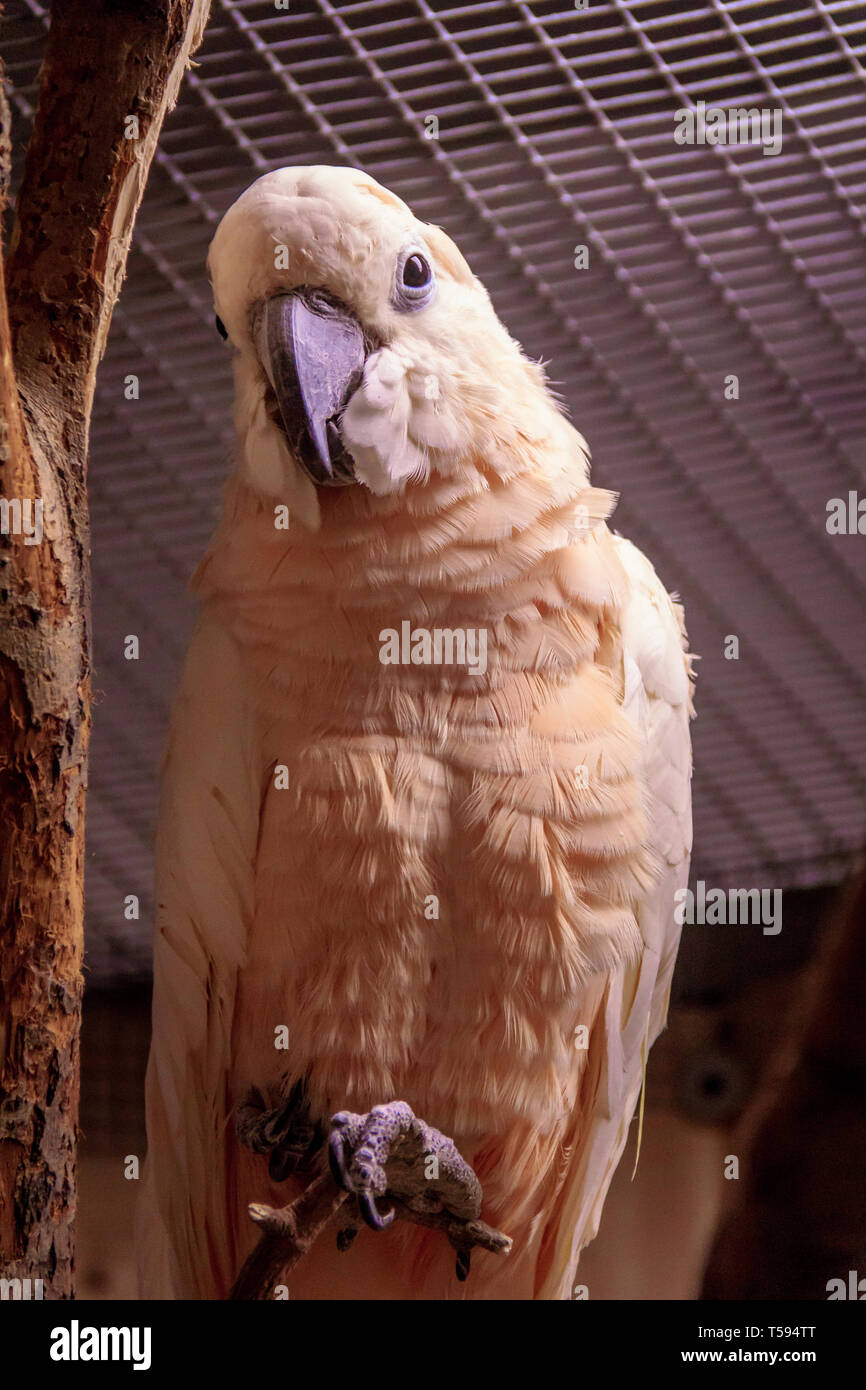 Parrot bird in the zoo. Colored parrots in the zoo. Birds in captivity. Birds at the zoo Stock