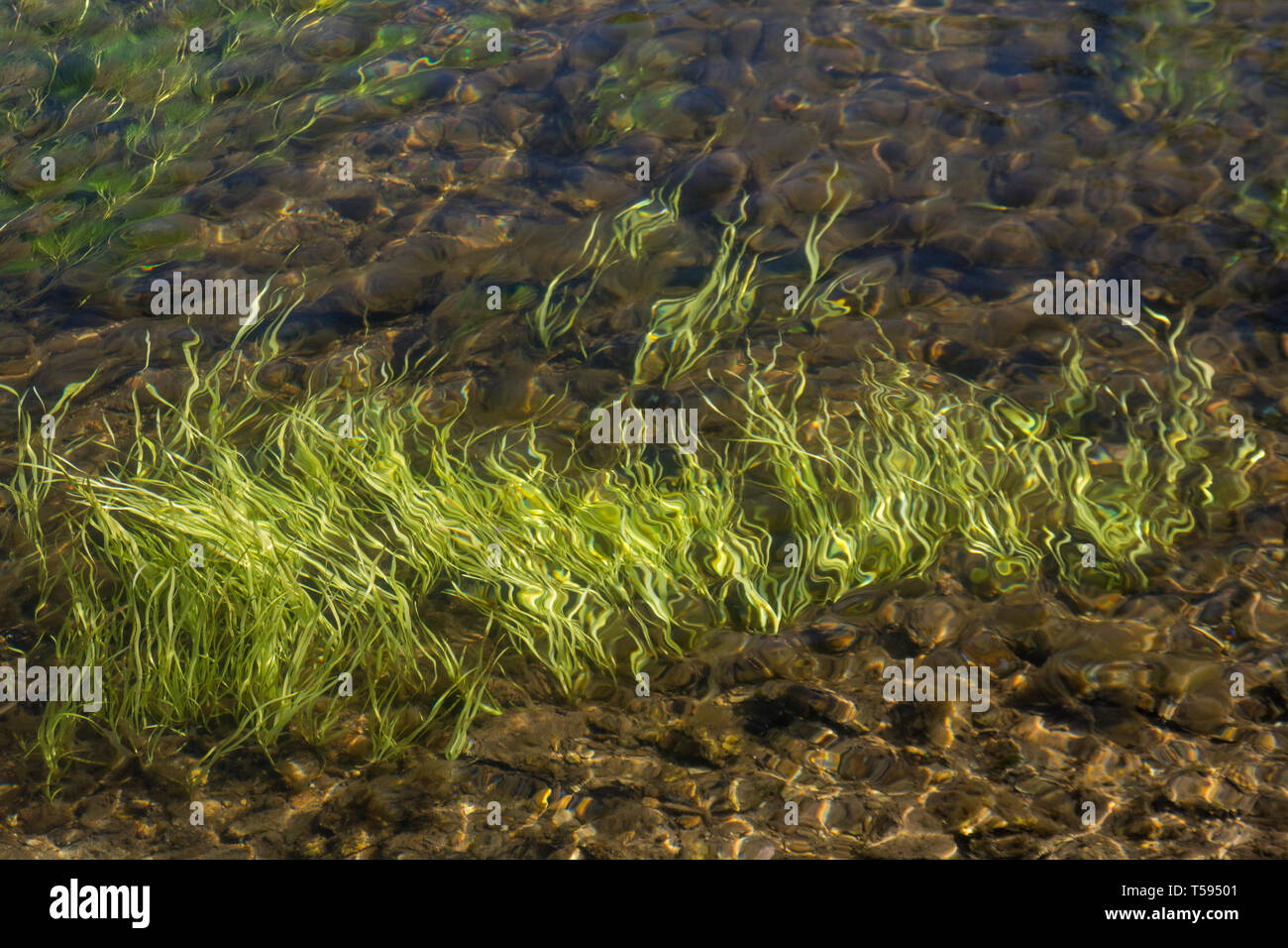 Submerged light green grass-like weeds in flowing waters of River Fowey. Believed to be Vallisneria spiralis / Eelweed, Eelgrass, tapeweed, tapegrass. Stock Photo