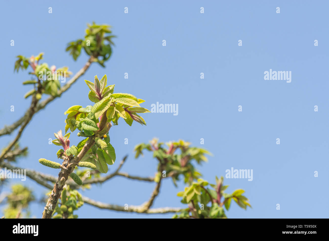 Springtime leaves of Japanese Walnut tree / Juglans ailantifolia. Parts used in herbal remedies / for medicinal uses. Stock Photo