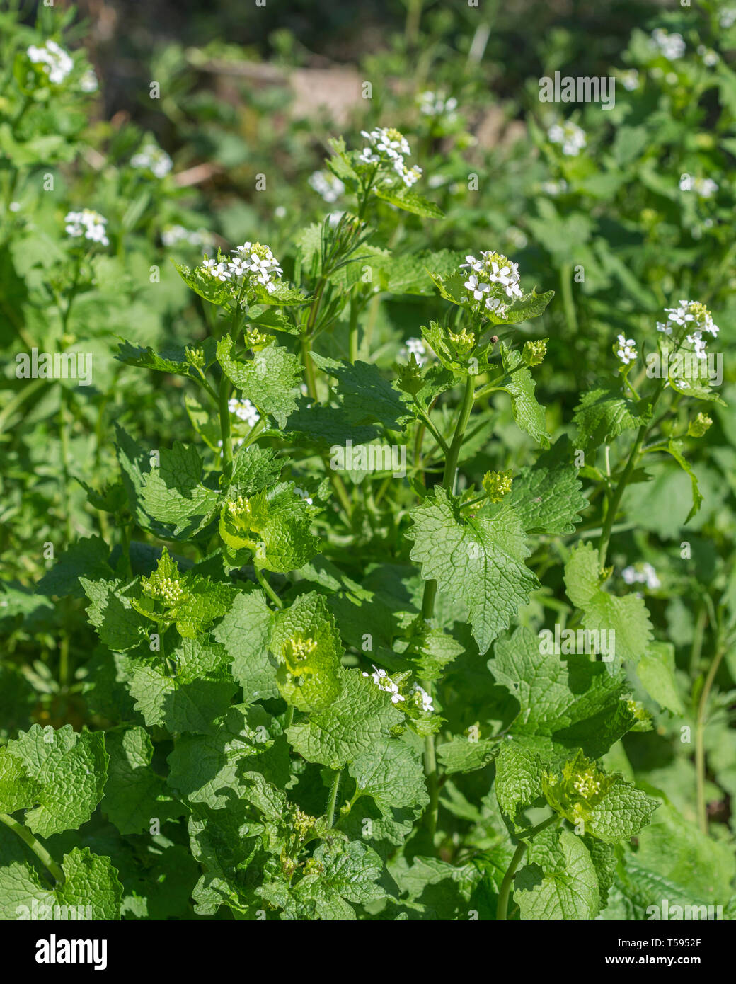 White flowers hedgerow weed Hedge Garlic / Alliaria petiolata, the leaves of which have garlic flavour, may be eaten, and once used in herbal medicine Stock Photo