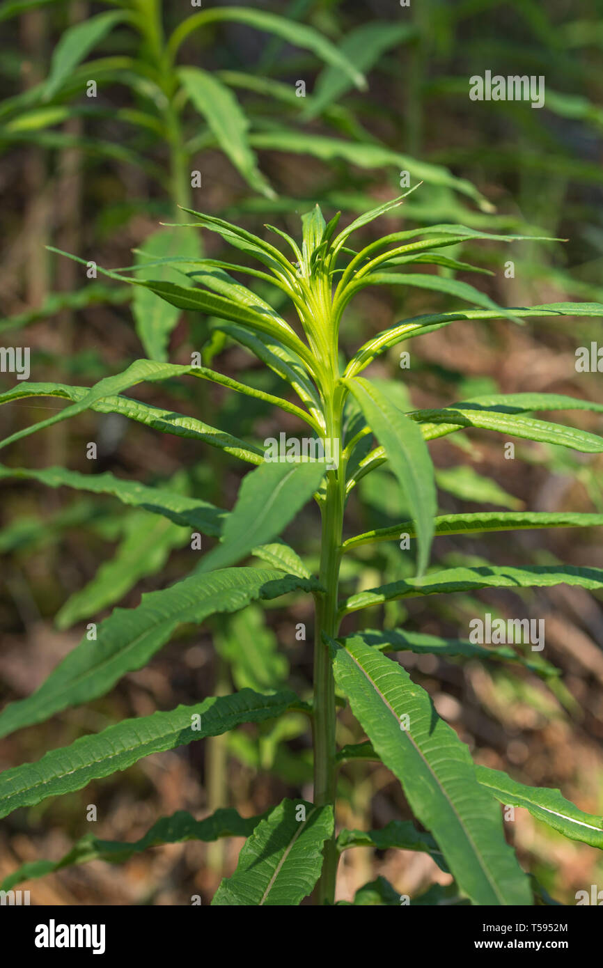 Macro shot of pre-flowering young foliage leaves of Rosebay Willowherb, Epilobium angustifolium. Young leaves are edible as survival food once boiled. Stock Photo