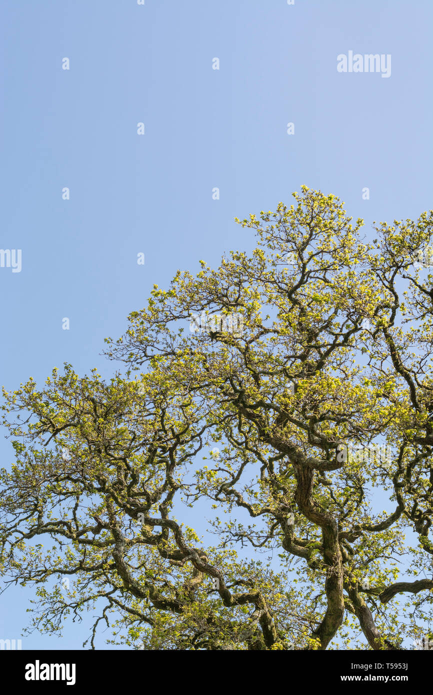 Old Oak tree / Quercus canopy in sunshine. Good example of broken leaf