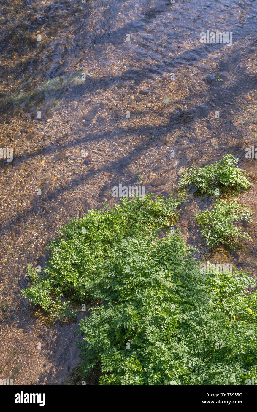 Sunlit bed of the River Fowey infested with highly poisonous Hemlock Water-dropwort / Oenanthe crocata plants. One of UK's most poisonous plants. Stock Photo