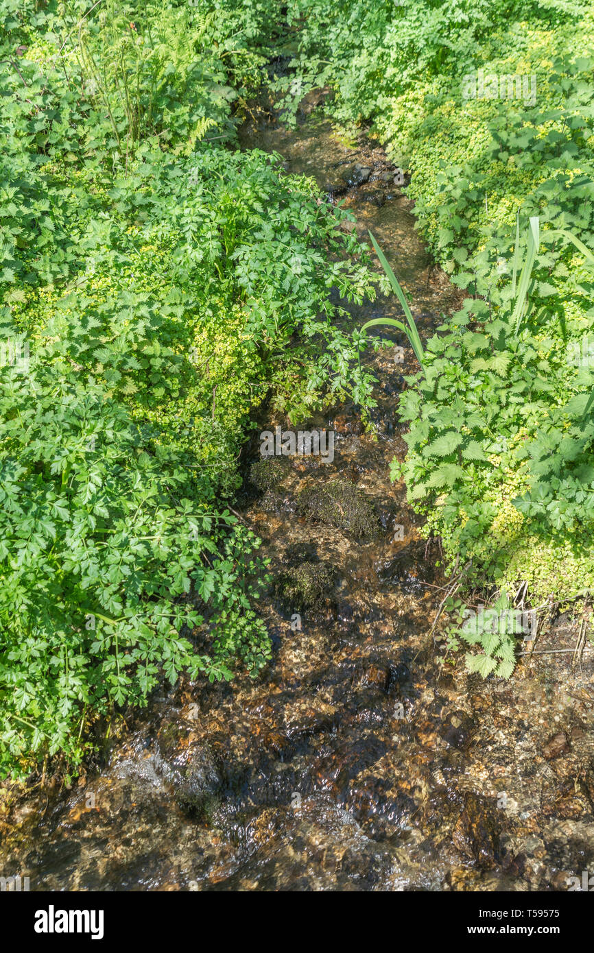 Sunlit stream with Hemlock Water-dropwort / Oenanthe crocata plants, Also Opposite-leaved Golden Saxifrage and Yellow Iris leaves. Stock Photo