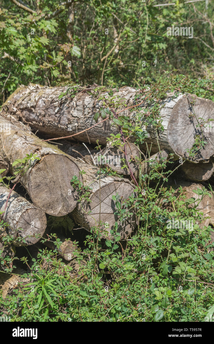 Overgrown pile of old logs in wooded UK countryside area on a sunny day. Stock Photo