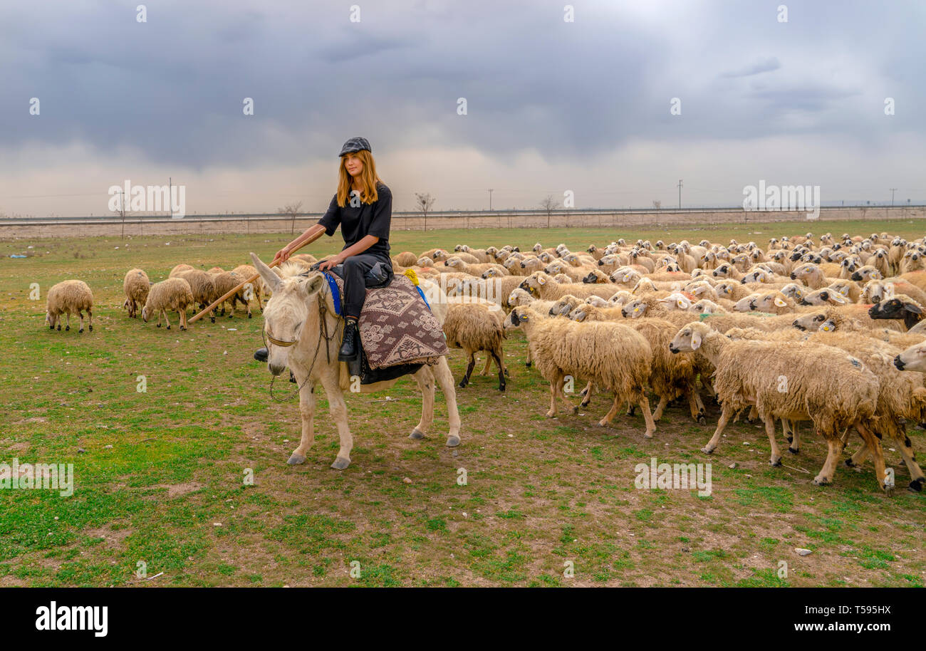 Turkey Riding Donkey Konya, Turkey-April 14 2019: Shepherdesses with hat riding white donkey ...