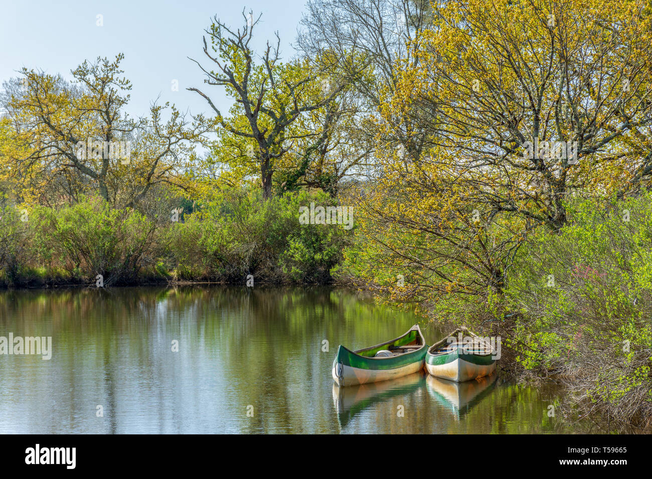 Arcachon Bay (France), canoes on the river Leyre, also called the Little Amazon Stock Photo