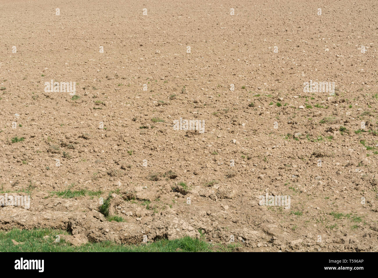 Field in Cornwall, UK, with parched tilled soil after period of little rain. Metaphor for water shortages, dry weather. Tilled soil texture. Stock Photo