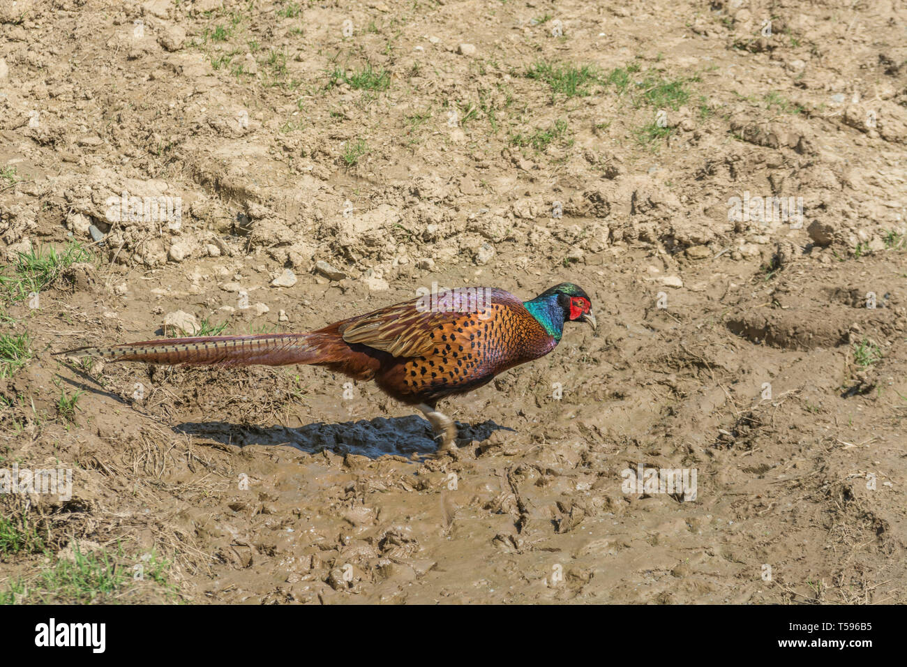Believed to be the Common Pheasant / Phasianus colchicus. Male gamebird hunting for food in ploughed field. Stock Photo