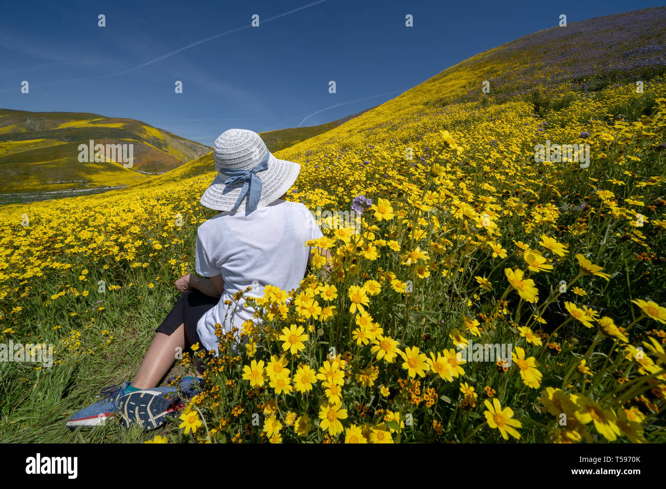 Beautiful woman with back facing camera, sitting in a field of yellow wildflowers. Concept for spring allergy season Stock Photo