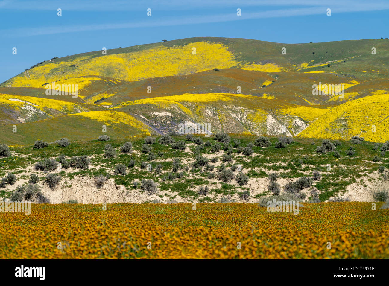 Beautiful layers of wildflowers in Carrizo Plain National Monument