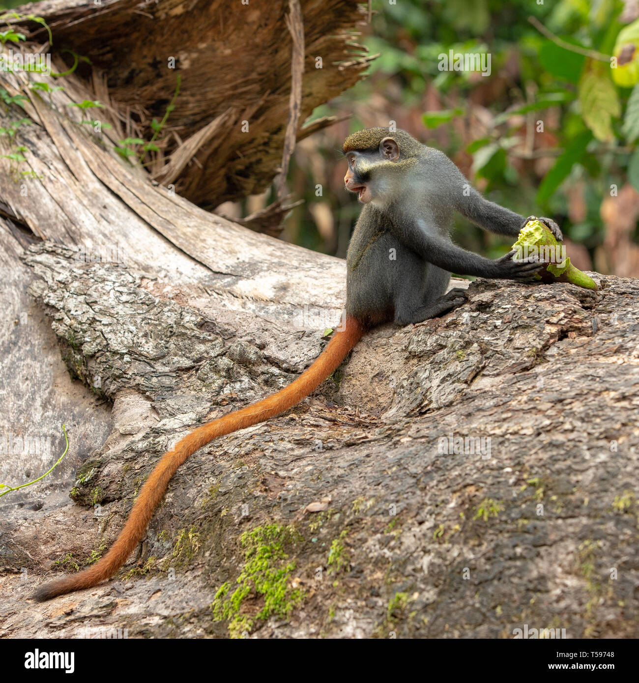 Red-eared monkey Afi mountain Nigeria Stock Photo