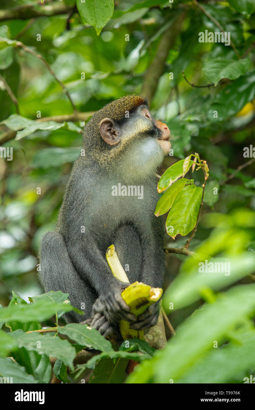 Red-eared monkey Afi mountain Nigeria Stock Photo