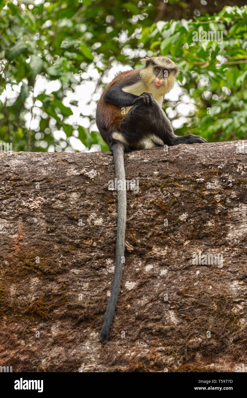 Mona monkey Afi Mountain, Nigeria Stock Photo