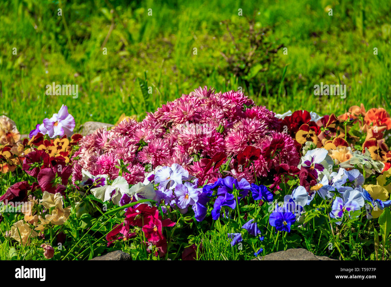 Pansy flowers. Beautiful bright summer flowers. City live decorations. Flower beds in the city Stock Photo