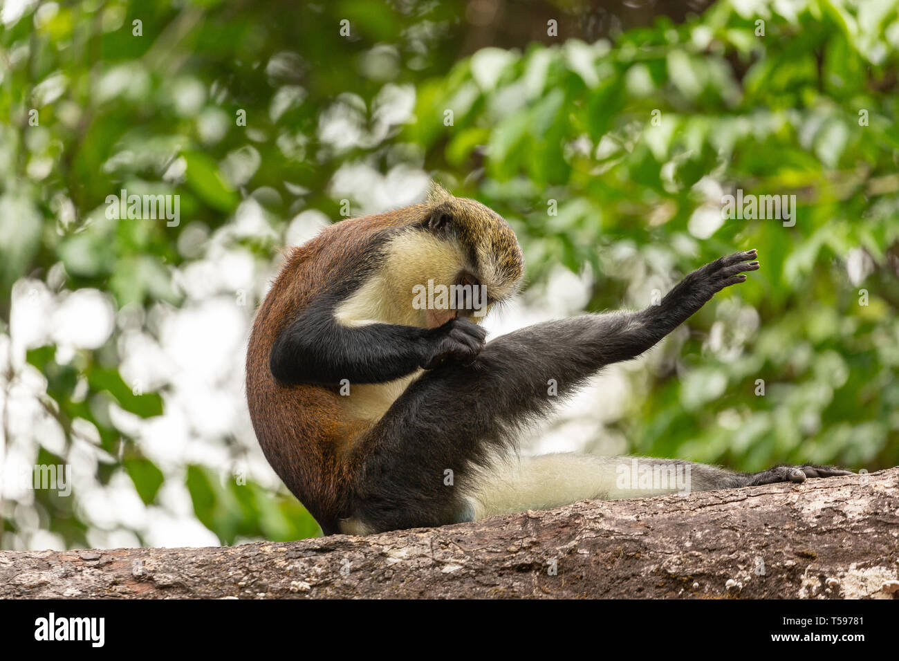 Mona monkey grooming Afi Mountain, Nigeria Stock Photo