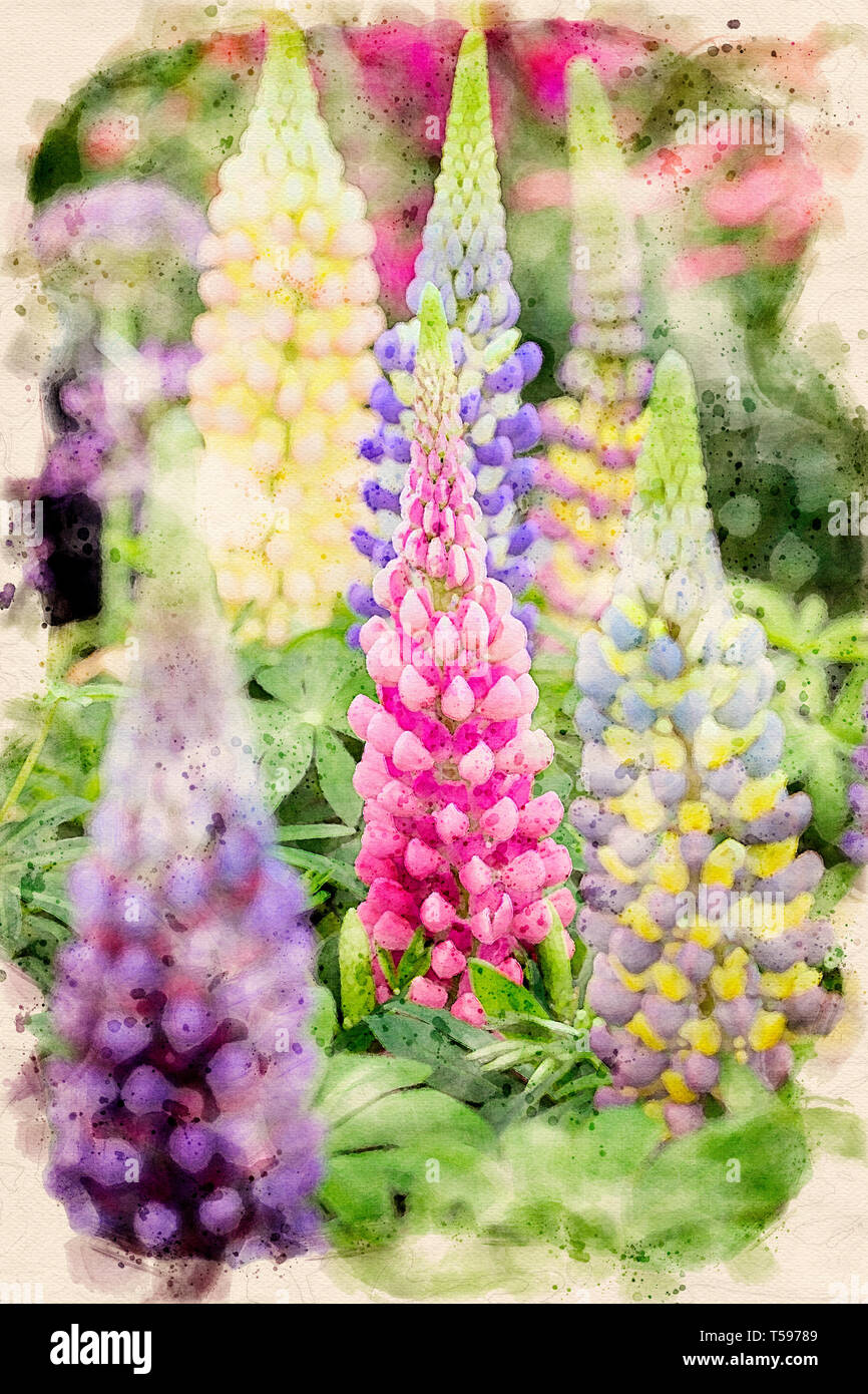 Watercolour effect from a photograph of Lupins. Stock Photo