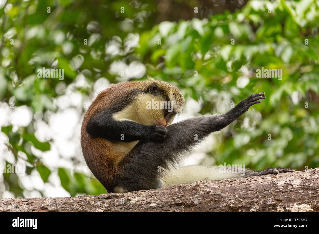 Mona monkey grooming Afi Mountain, Nigeria Stock Photo
