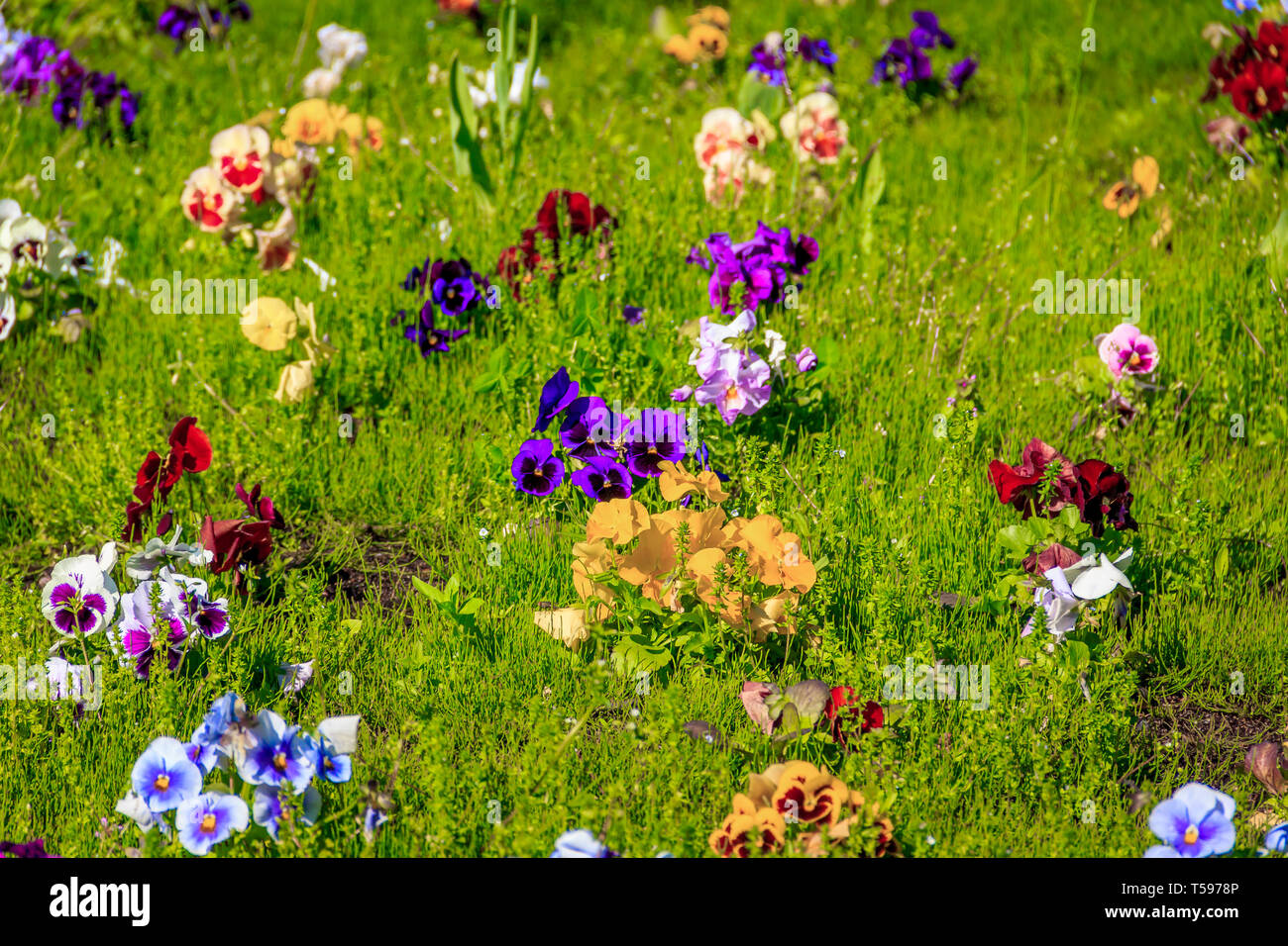 Pansy flowers. Beautiful bright summer flowers. City live decorations. Flower beds in the city Stock Photo
