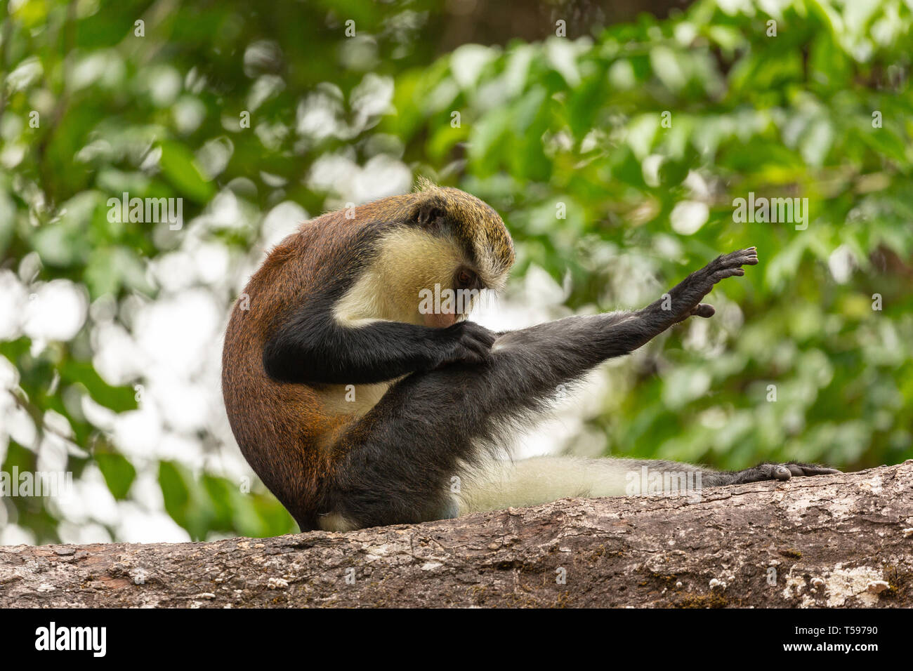 Mona monkey grooming Afi Mountain, Nigeria Stock Photo