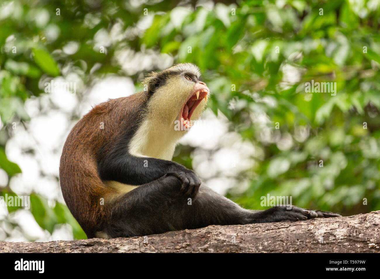 Mona monkey yawning Afi Mountain, Nigeria Stock Photo