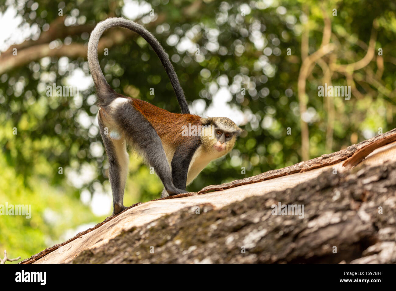 Mona monkey Afi Mountain, Nigeria Stock Photo