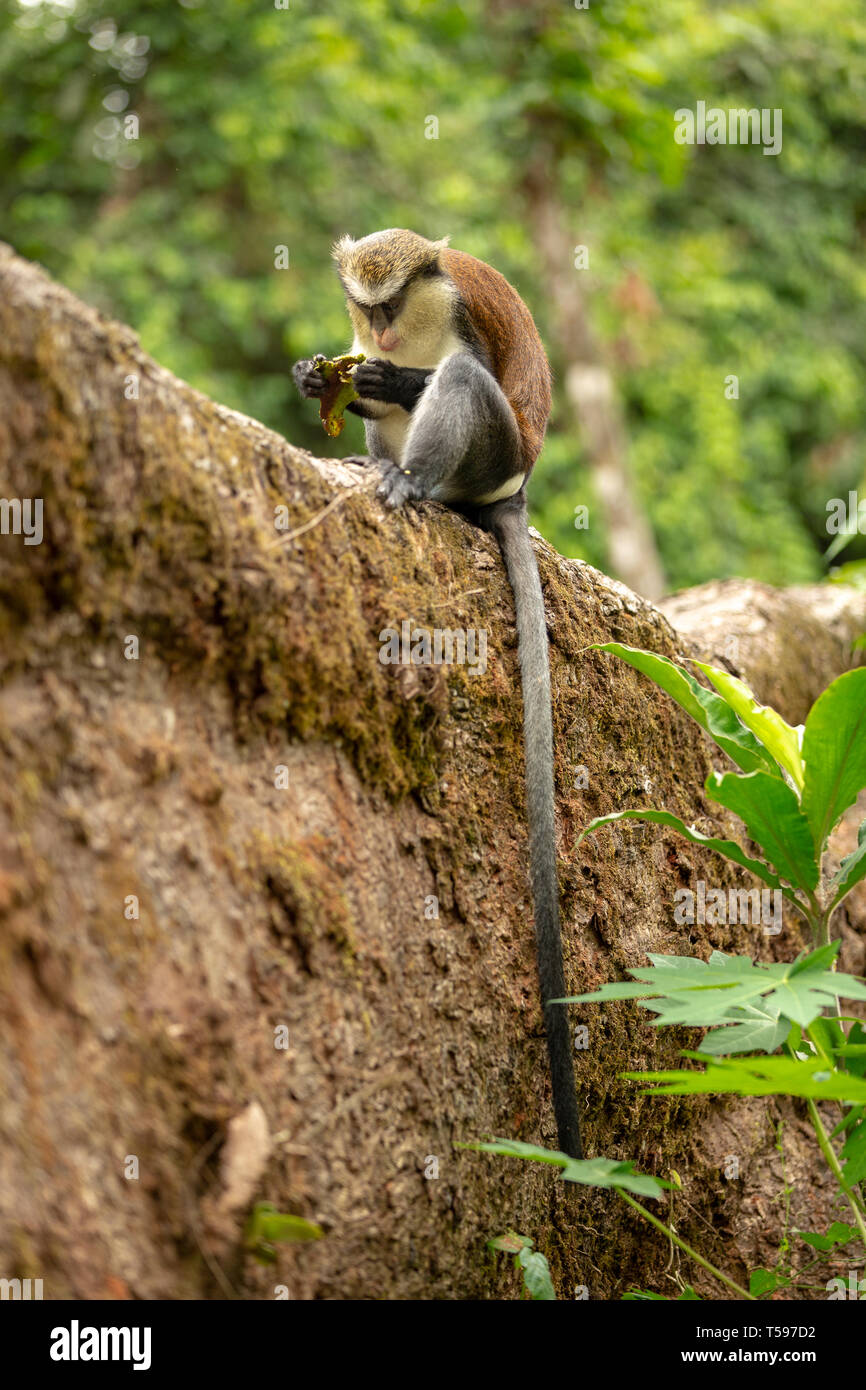 Mona monkey Afi Mountain, Nigeria Stock Photo