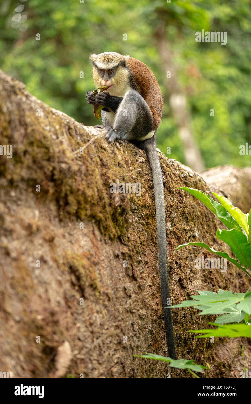 Mona monkey Afi Mountain, Nigeria Stock Photo