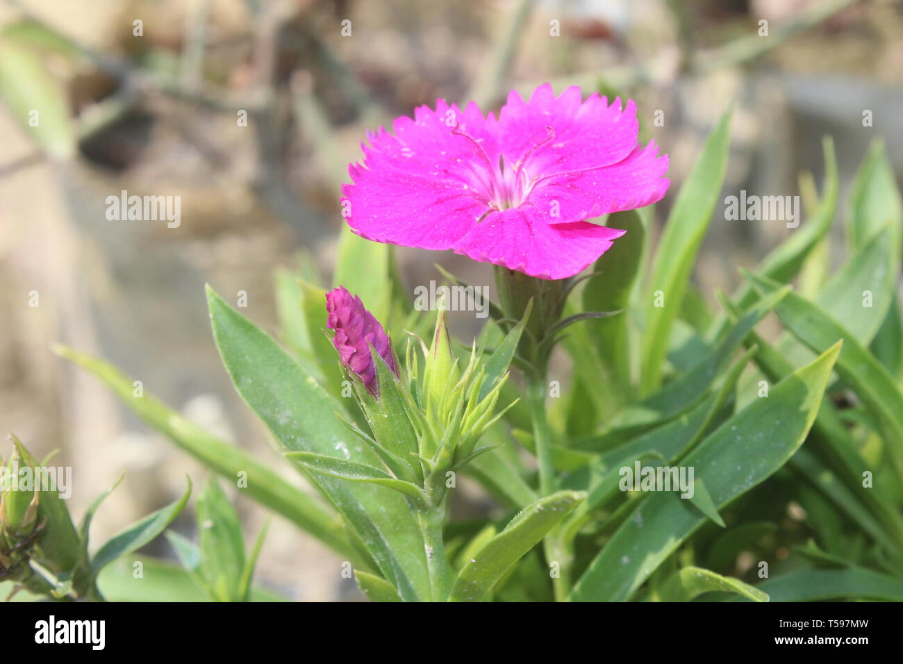 super flower Stock Photo