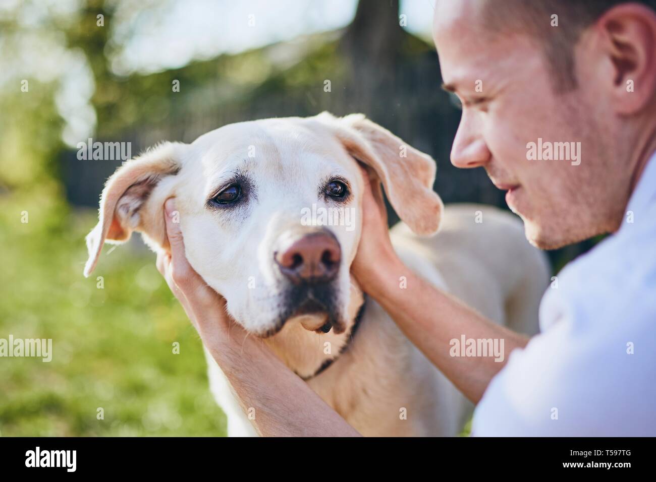 Labrador Owner Cheerful dog and his owner. Young man embracing labrador retriever on ...