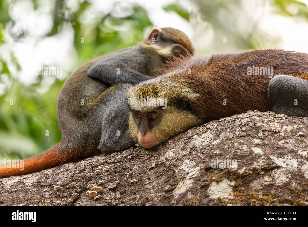 Red eared monkey grooming a mona monkey Afi mountain Nigeria Stock Photo