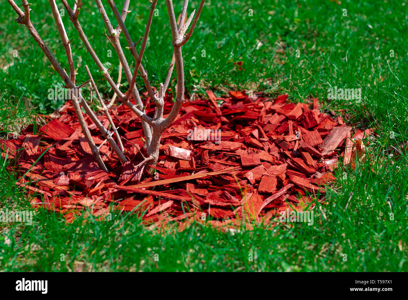 EnviroColor Black Forest Mulch Dye