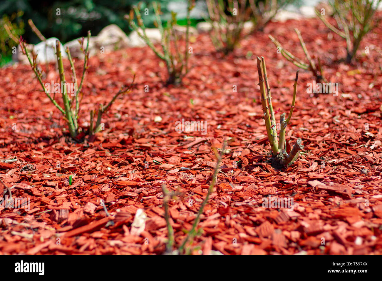 Red pine mulch on a flowerbed with rose bushes. Posh Landscape Design flower beds roses. Beautiful mulching pink flower beds red pine shavings. Mulche Stock Photo