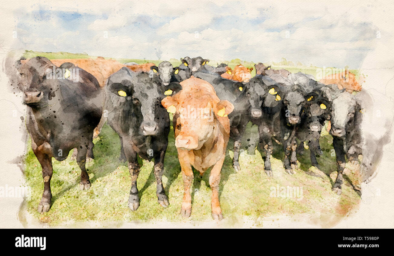 https://c8.alamy.com/comp/T5980P/watercolour-effect-from-a-photograph-of-cattle-on-a-british-farm-T5980P.jpg